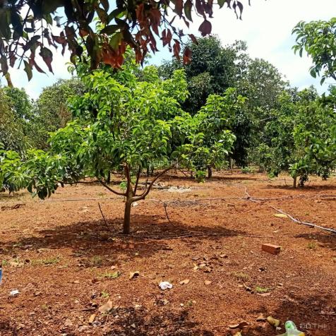 Bán lô đất vườn trái cây diện tích 1000m2 nằm ngay trung tâm xã Bảo Bình, Cẩm Mỹ